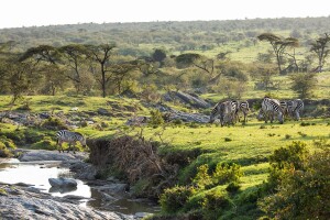 Wildlife of the Masai Mara in Kenya.